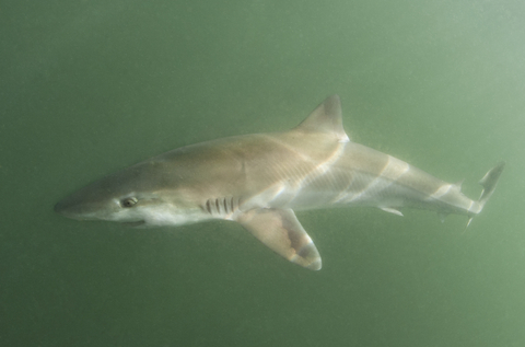 Tope shark | The Wildlife Trusts